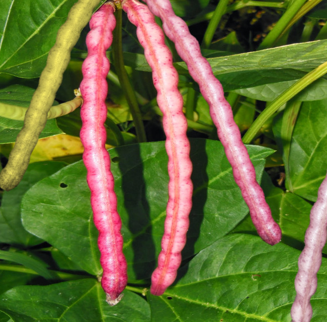 Top Pick Brown Crowder Cowpea Seeds | Southern Cow Pea Beans Vegetable Seed 2024