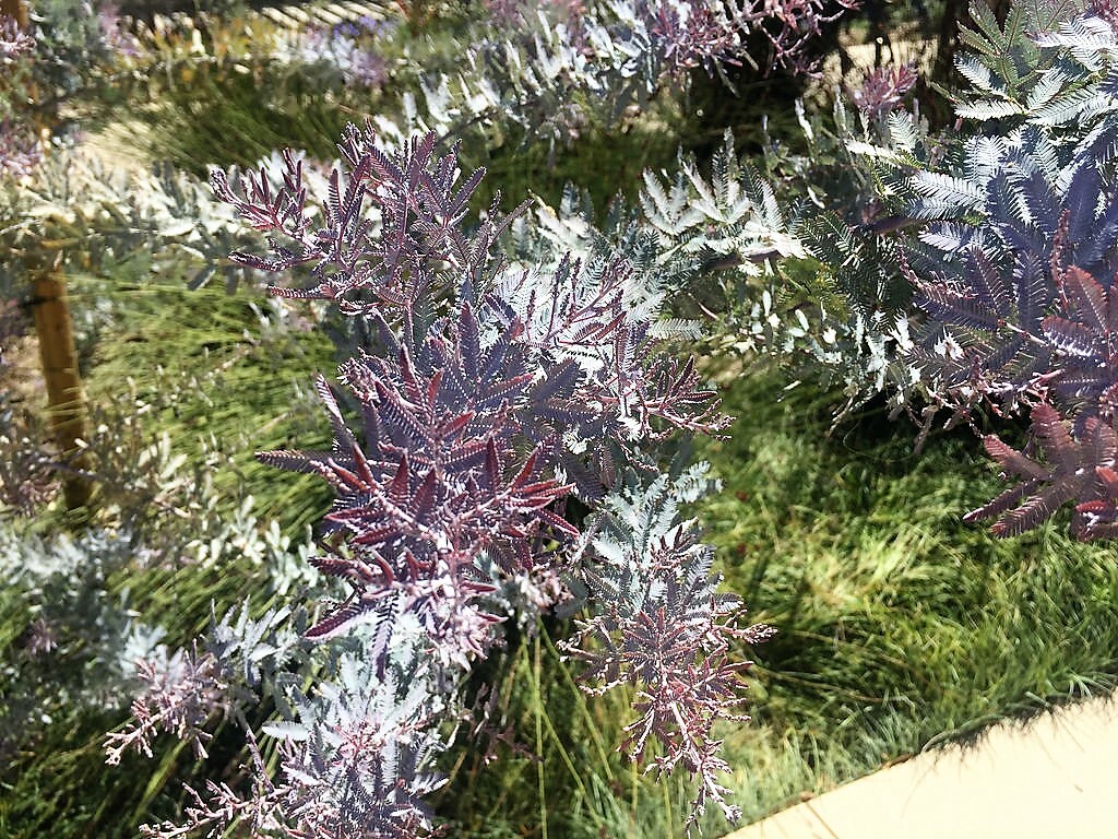10 PURPLE ACACIA Baileyana Purpurea Fernleaf Mimosa Tree Yellow Flower Seeds