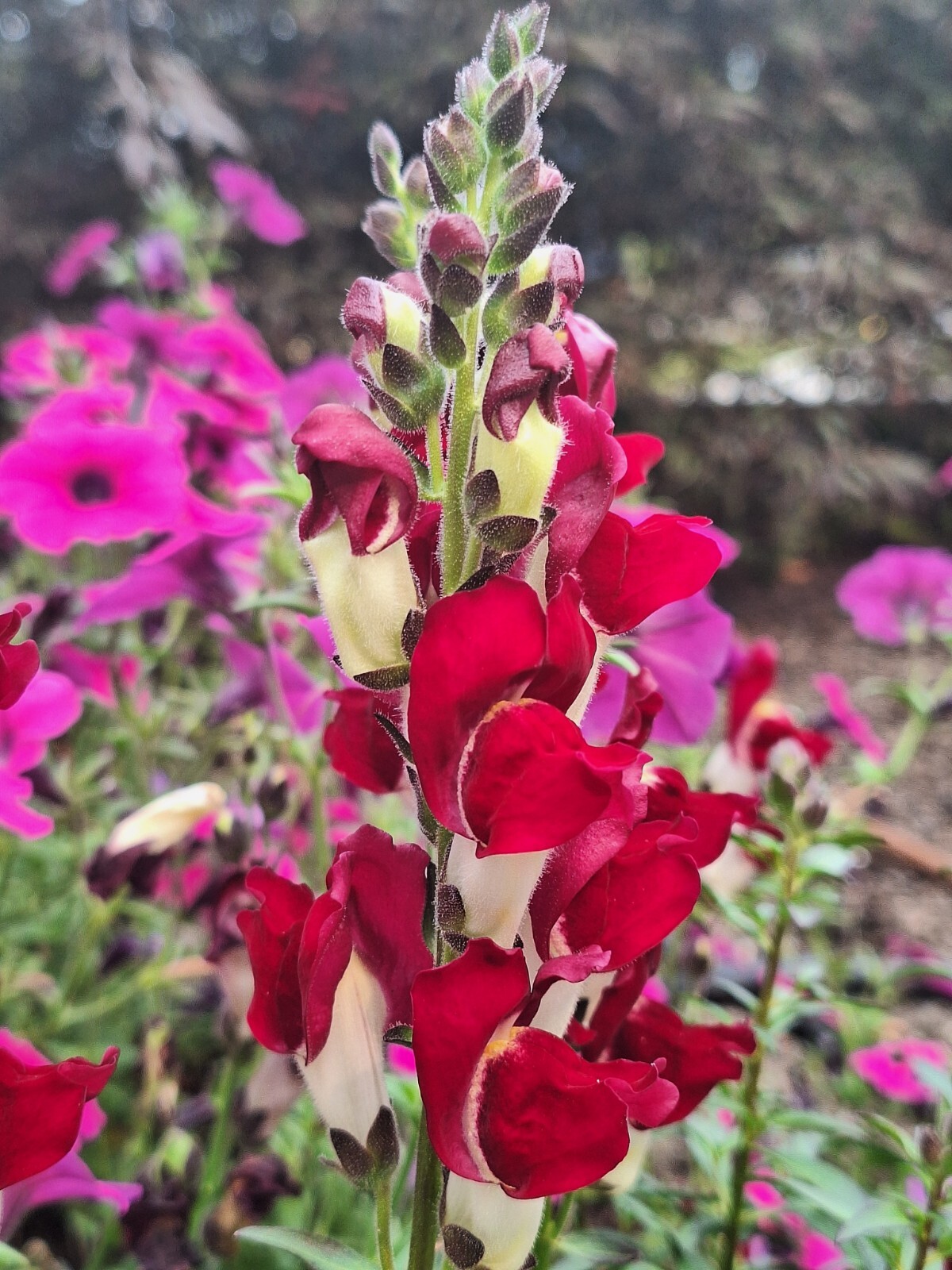 SNAPDRAGON NIGHT AND DAY 200 SEEDS DEEP-RED WITH A WHITE THROAT.