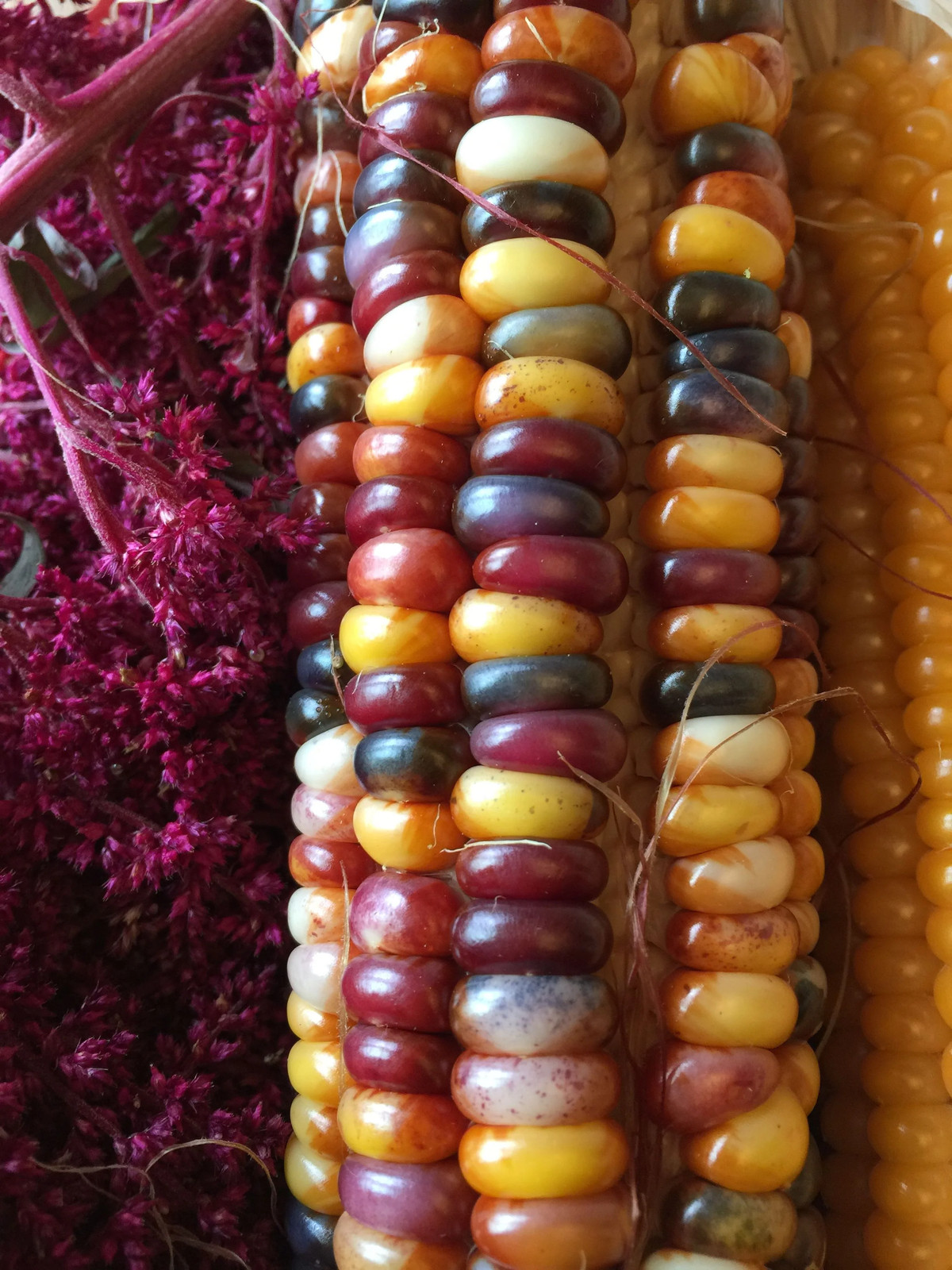 Rainbow Ornamental Corn Seeds | Multicolor Indian Dent Flint Popcorn Seed 2024