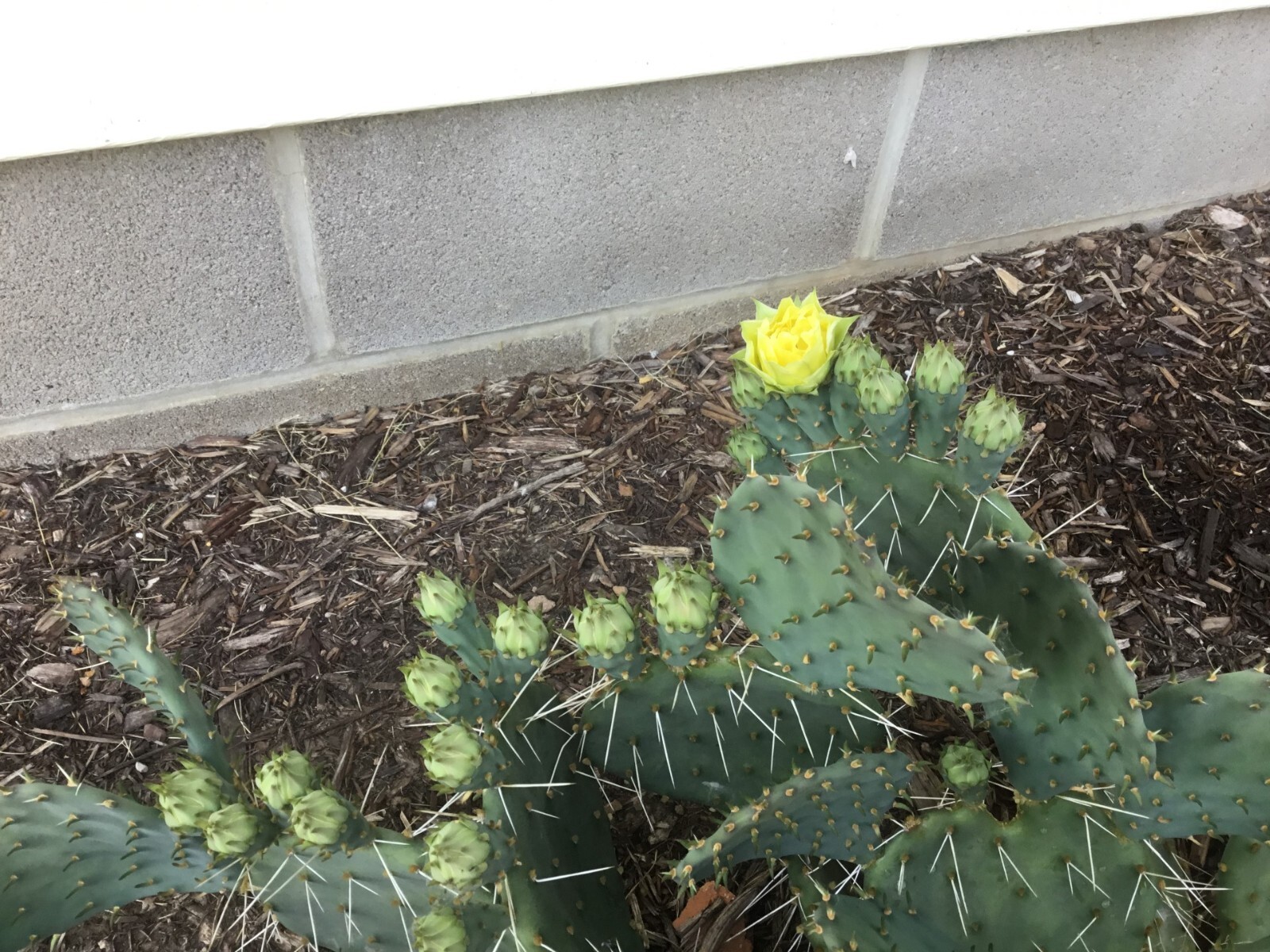 Cactus Seeds—25 SEEDS—Prickly pear—Winter Hardy