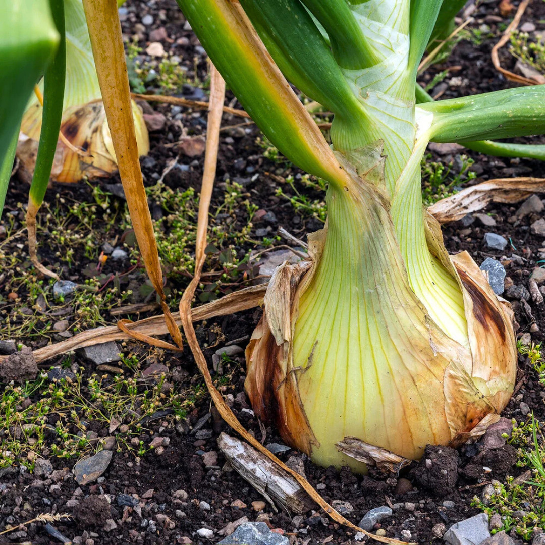 Fresh Walla Walla Onion Seeds | Sweet | Heirloom Non-GMO | Vegetable Seeds