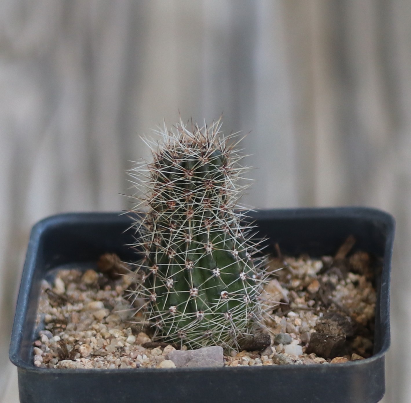 Echinopsis hybrid ‘Samantha Smith’