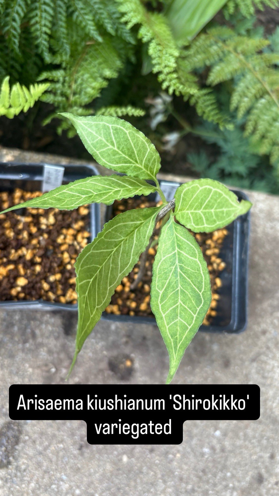 Arisaema kiushianum Silver Veins Japanese Cobra Lily One Small Corm US Seller