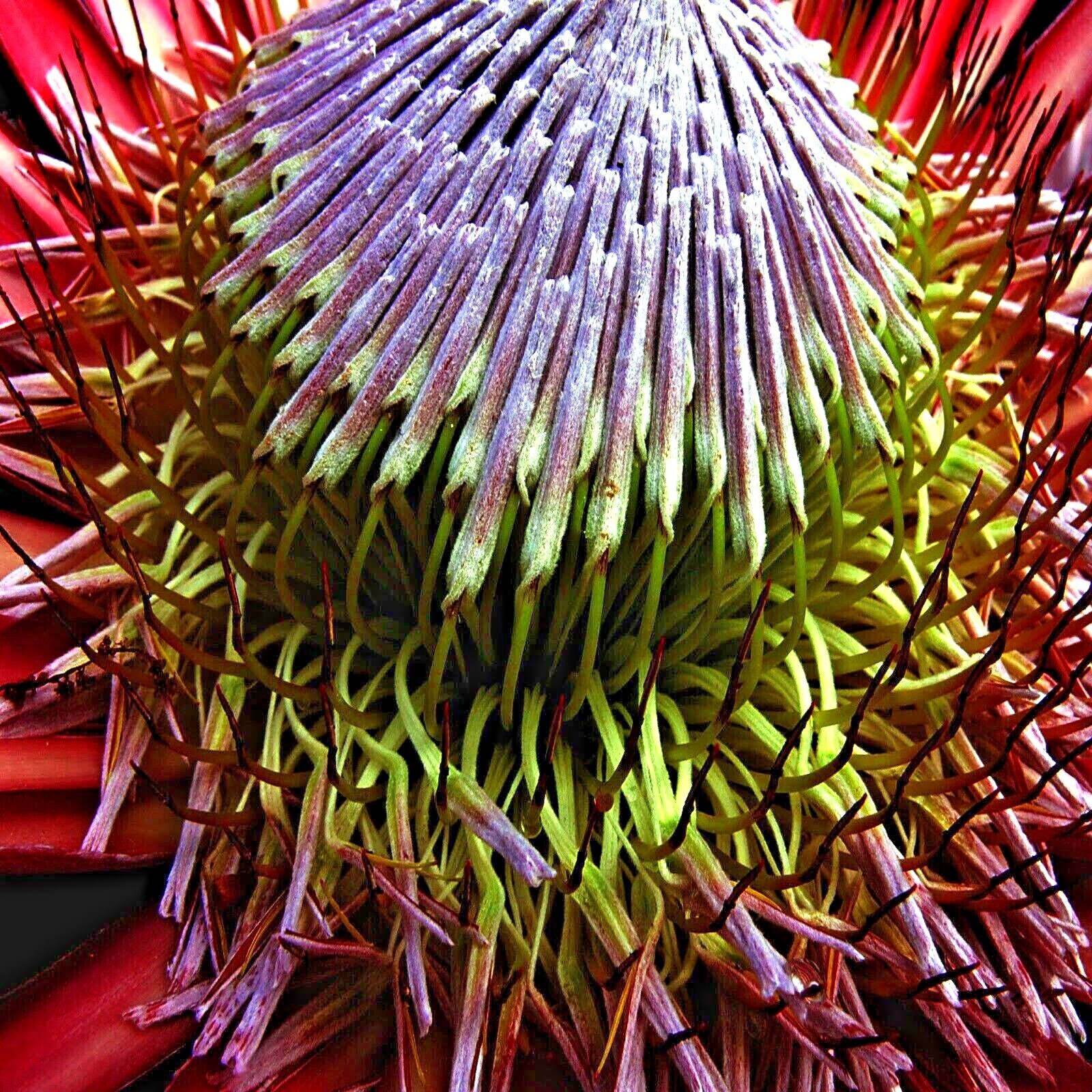 5 KING PROTEA CYNAROIDES SEEDS *GIANT 12″ FLOWERS* Rare Exotic Garden Plant
