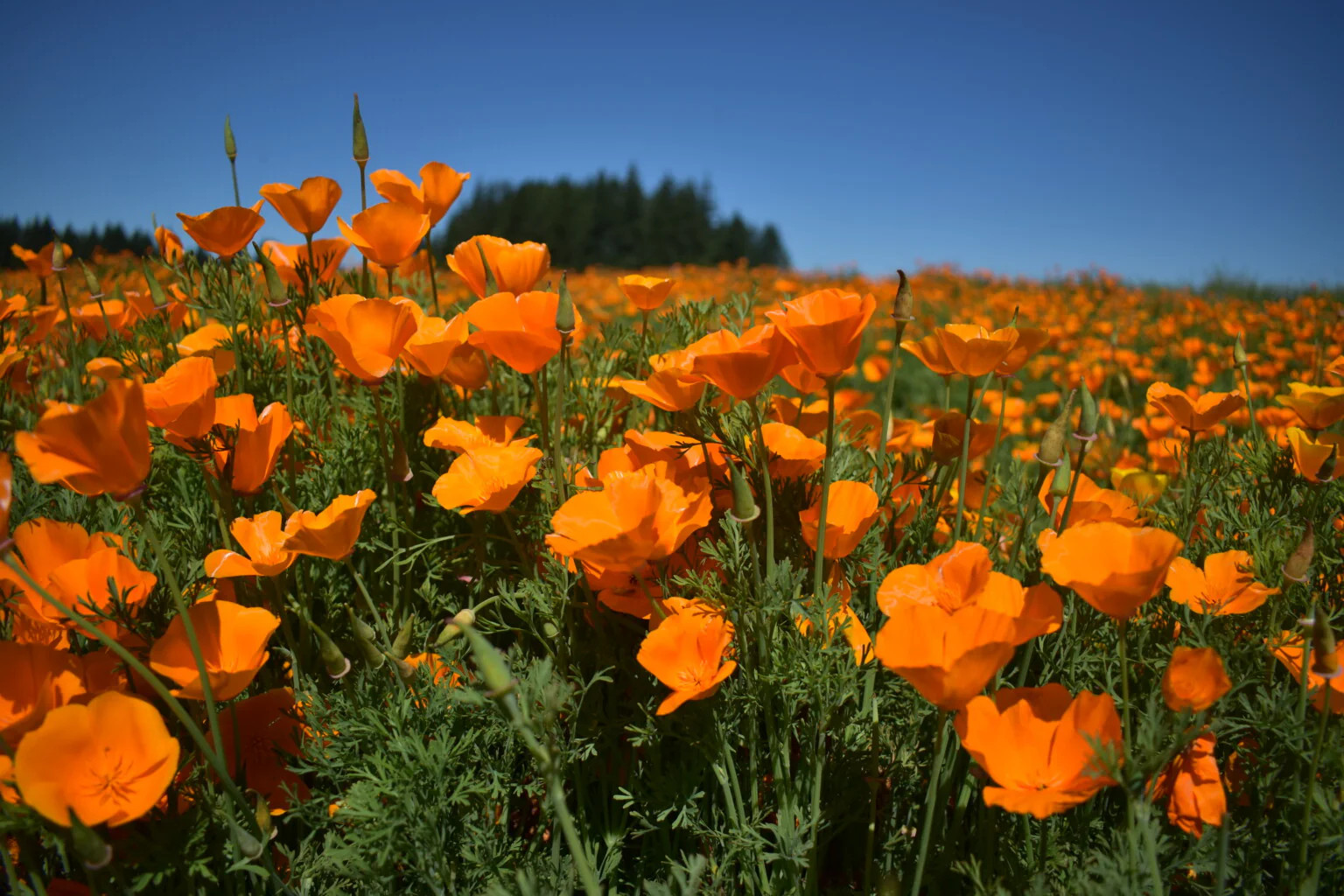 Giant Orange California Poppy Seeds | Sun Gold Poppies Garden Flower Seed 2024