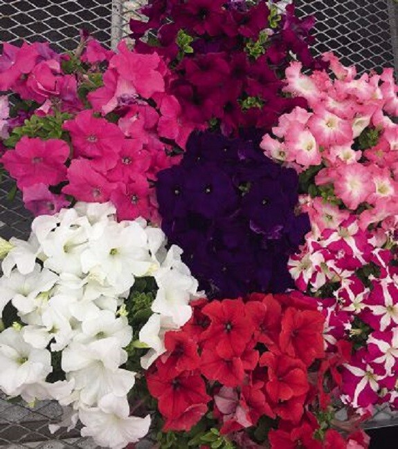 Petunia Success HD Maxi Mix 50 Pelleted Petunia Seeds