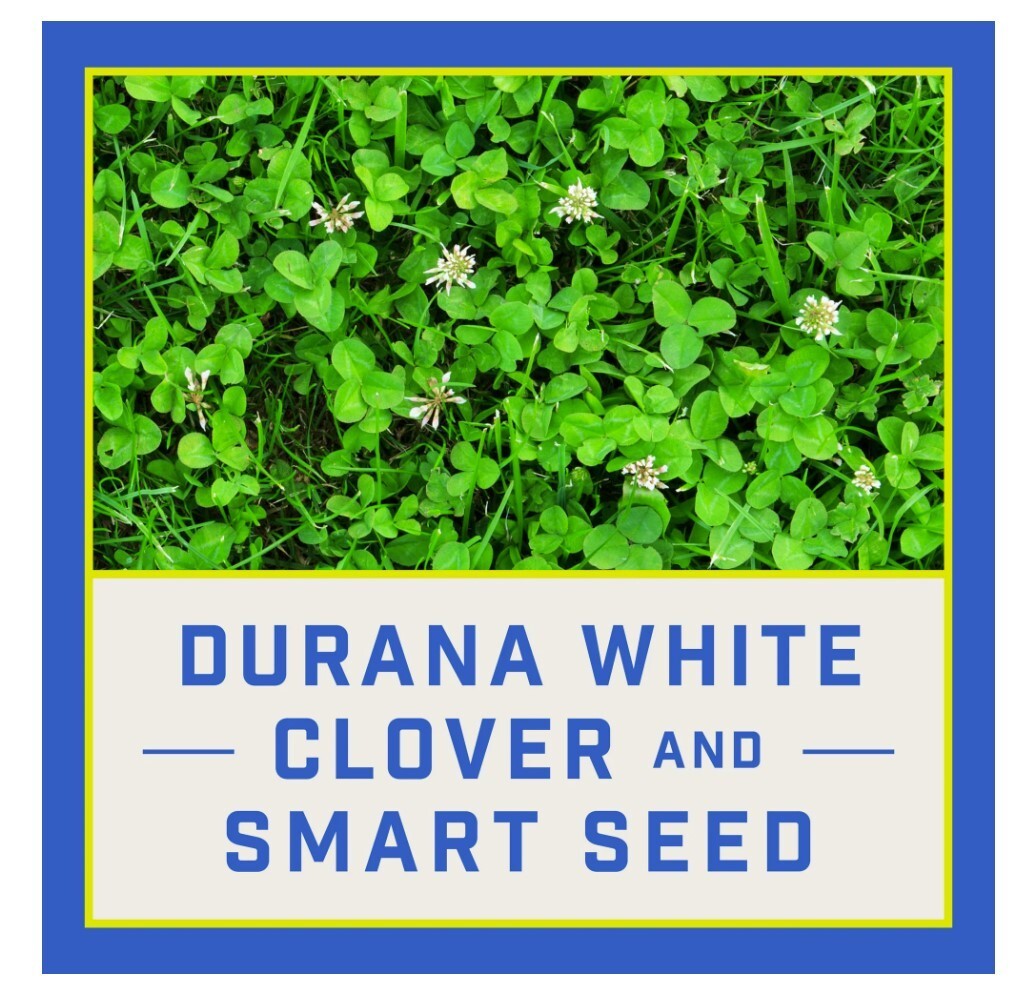 Smart Seed Clover & Grass Seed Mix, 7 lb, Low-Maintenance
