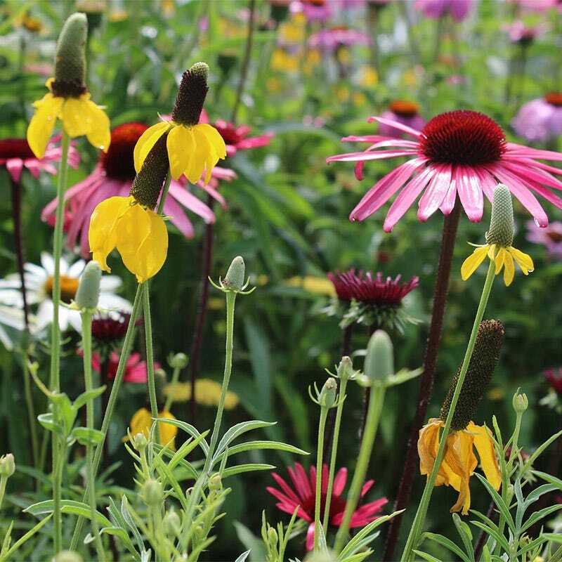 Bulk Pack ALL PERENNIAL WILDFLOWERS Fall or Spring Planting Non-GMO 3000+ Seeds