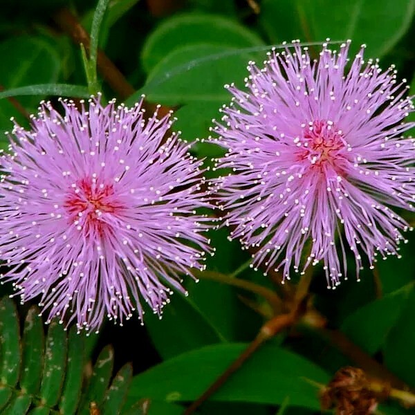 Dwarf (Mimosa pudica) “Sensitive Plant” Tropical Houseplant Flower Tree Seeds