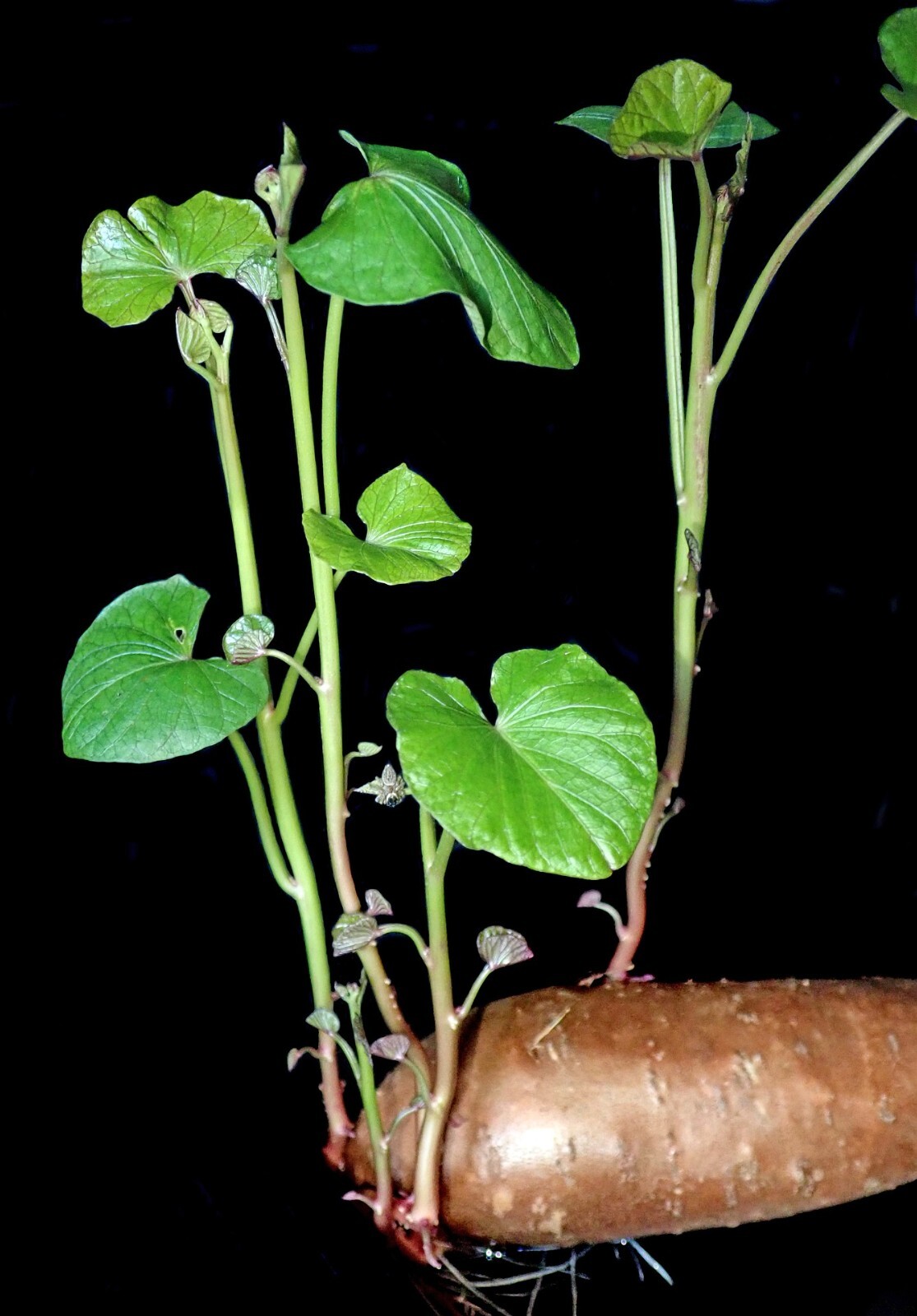 Japanese Purple Sweet Potatoes Beni Imo Planting or Cooking Non GMO