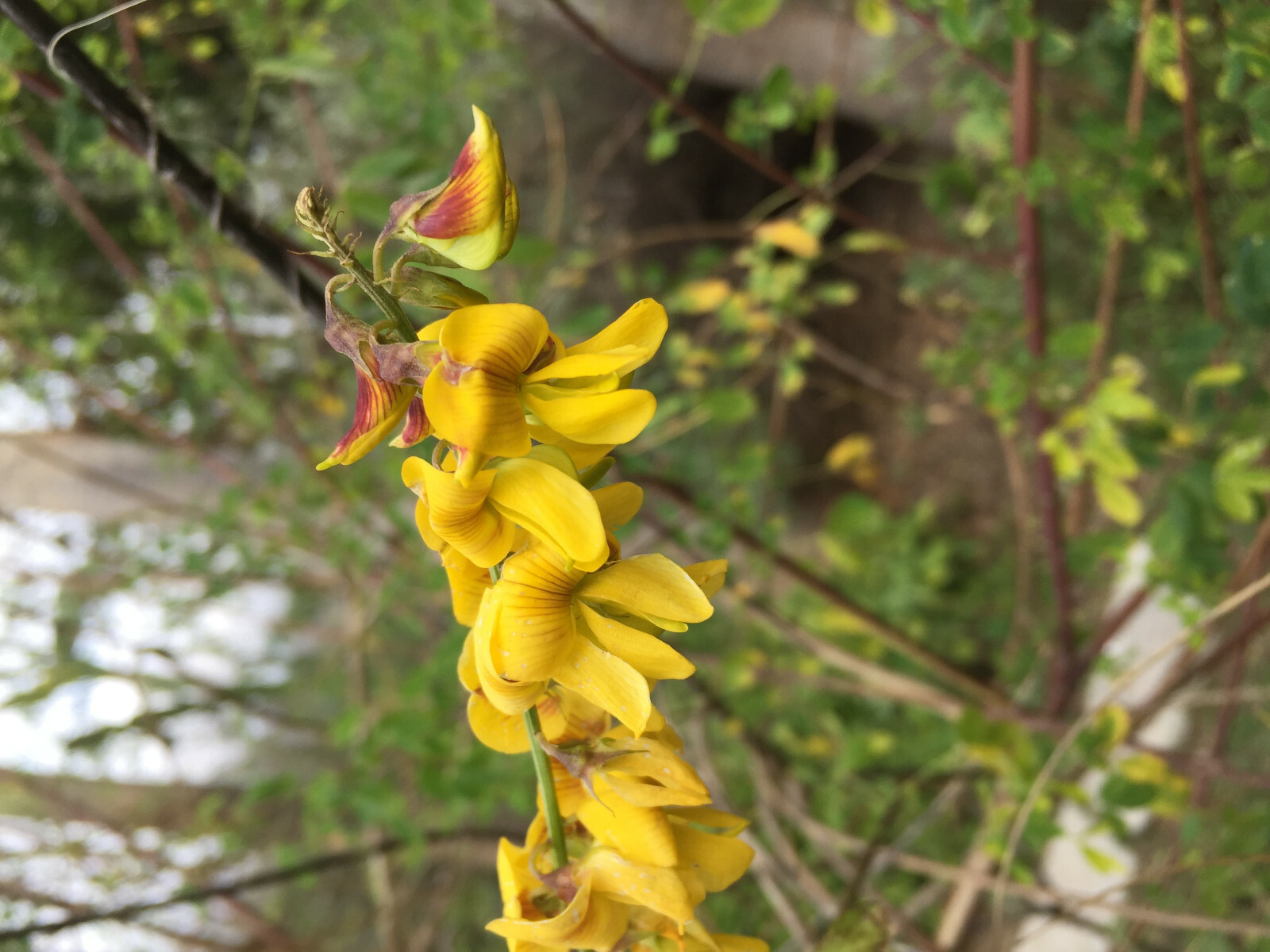 CHIPILIN Very RARE Central America Cold Hardy El Salvador 10 SEEDS
