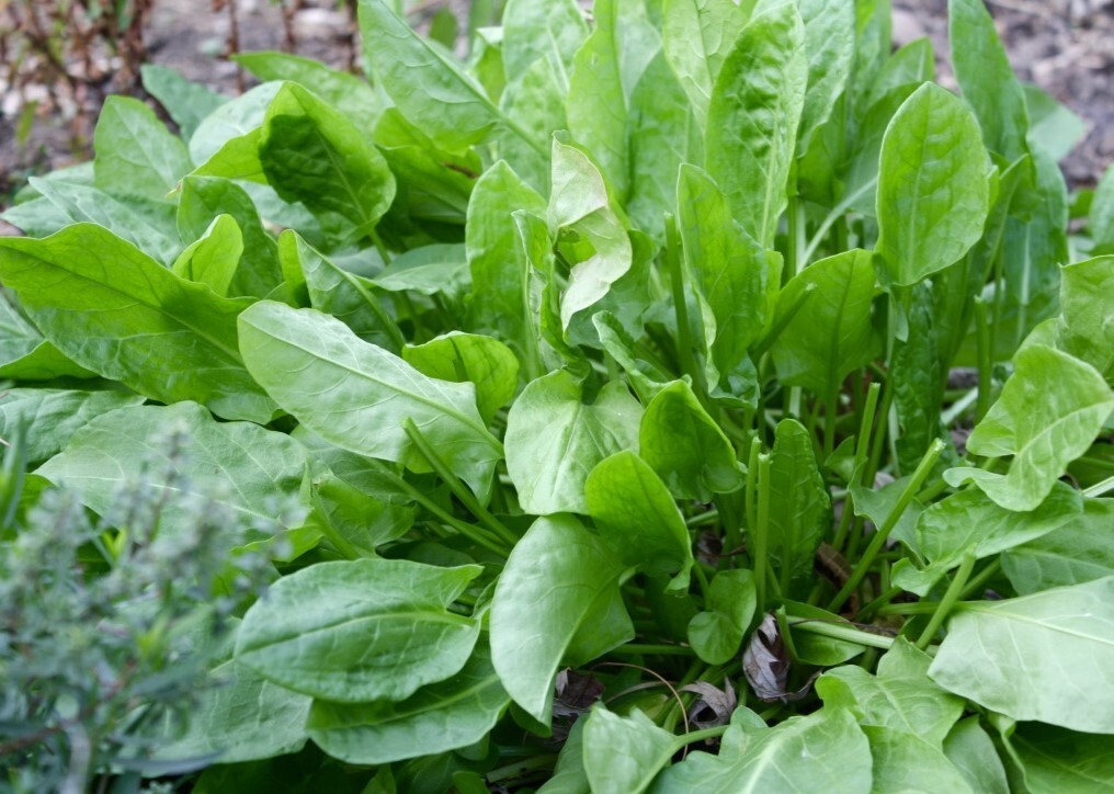 500+Large Leaf Sorrel Seeds chukakura Culinary hardy perennial Herb USA