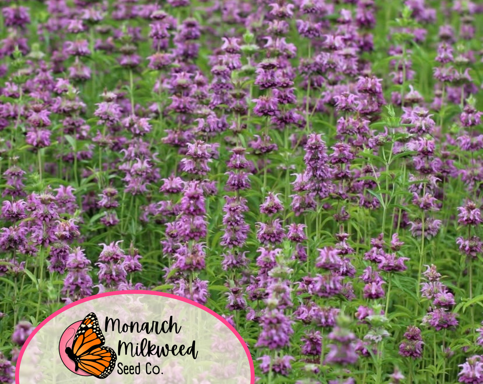 3500+ Lemon Bee Balm Seeds | Native Wildflower, Lemon Mint, Monarda citriodora