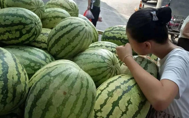 50 Seeds Giant Red Watermelon Huge 50LB+ Fruit Heirloom Vegetable Garden Veg