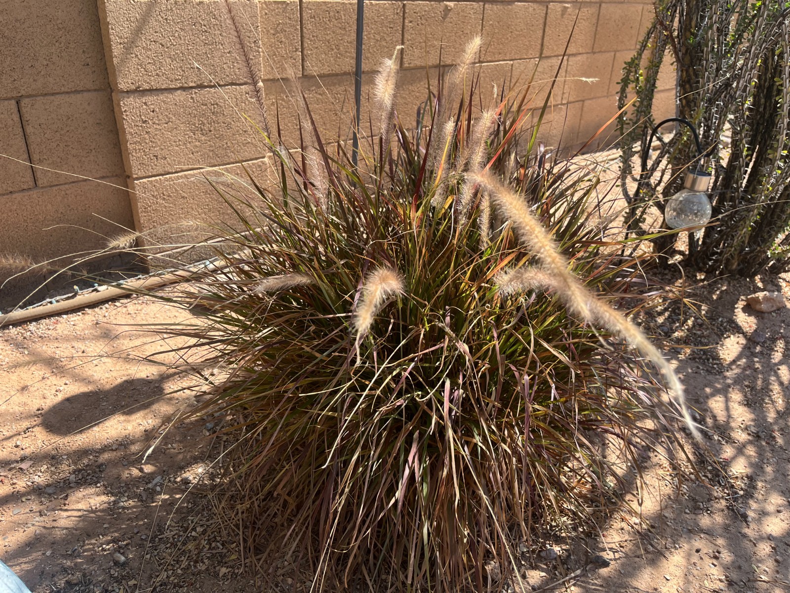 PURPLE FOUNTAIN GRASS, Ornamental Pennisetum Setaceum, Easy to grow.