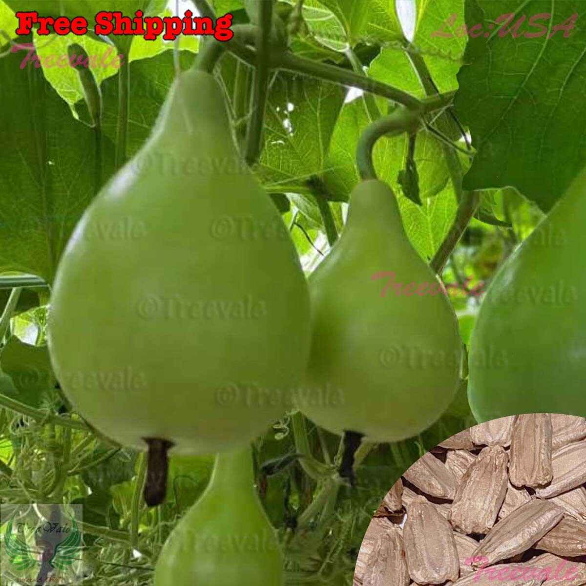Pear Shape Bottle Gourd SEEDS | NON-GMO