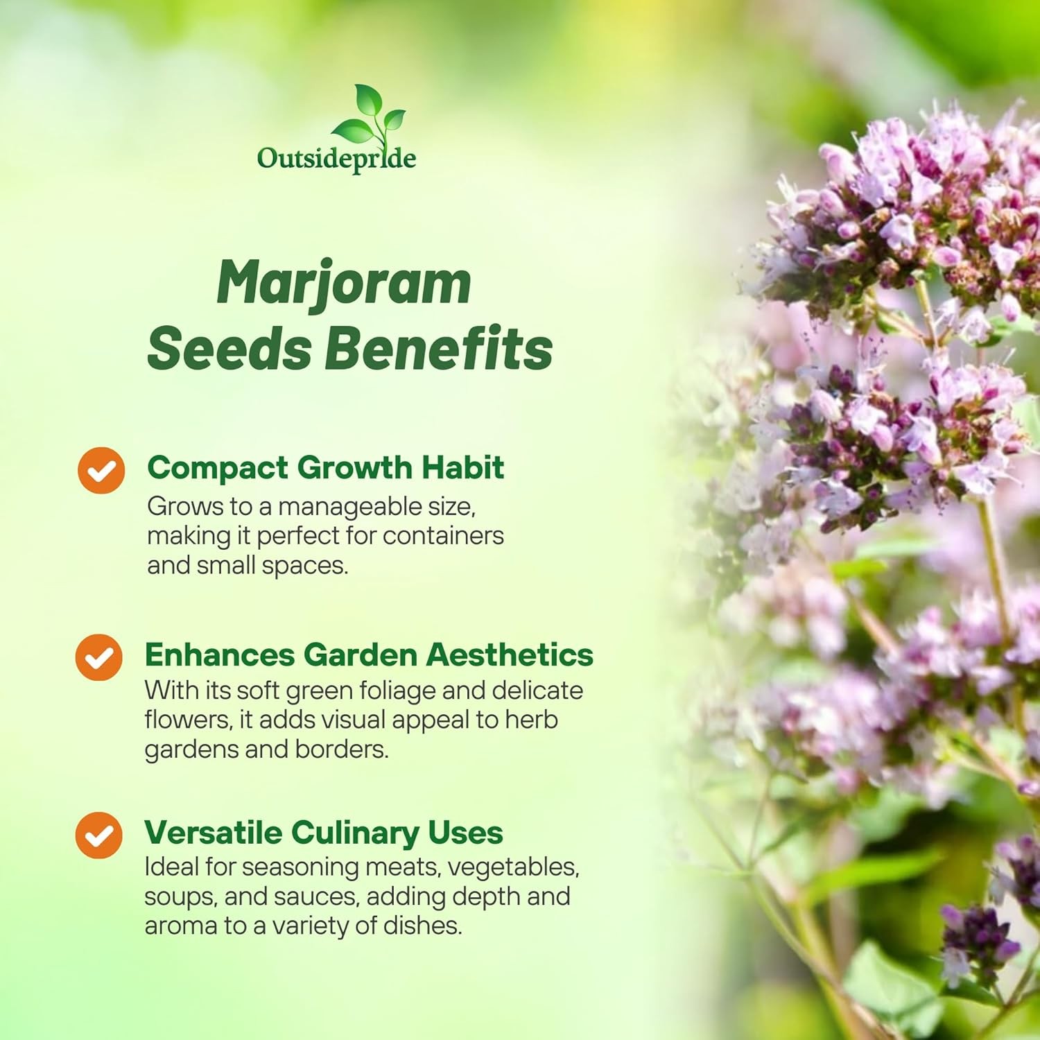 Outsidepride Sweet Marjoram Herb Seeds – 5000 Pcs Perennial, 12-16 Inches Tall,