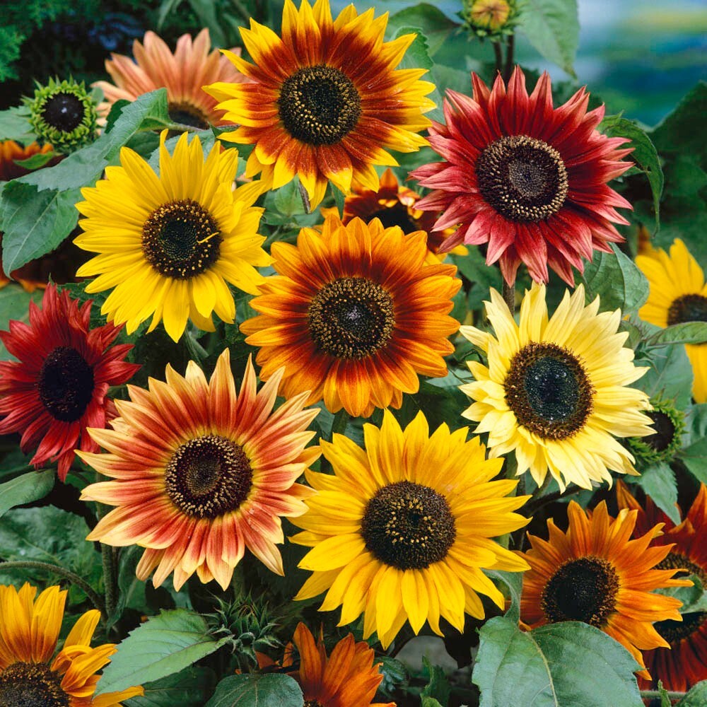 Ornamental Sunflower Seeds: Dwarf, Medium Height and Super Tall!!