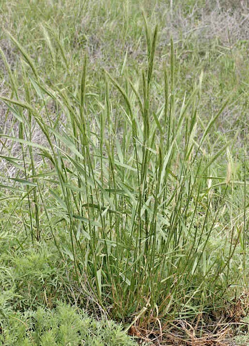 500+VIRGINIA EASTERN WILD RYE Grass Seeds Native Prairie Bunchgrass Spring Fall