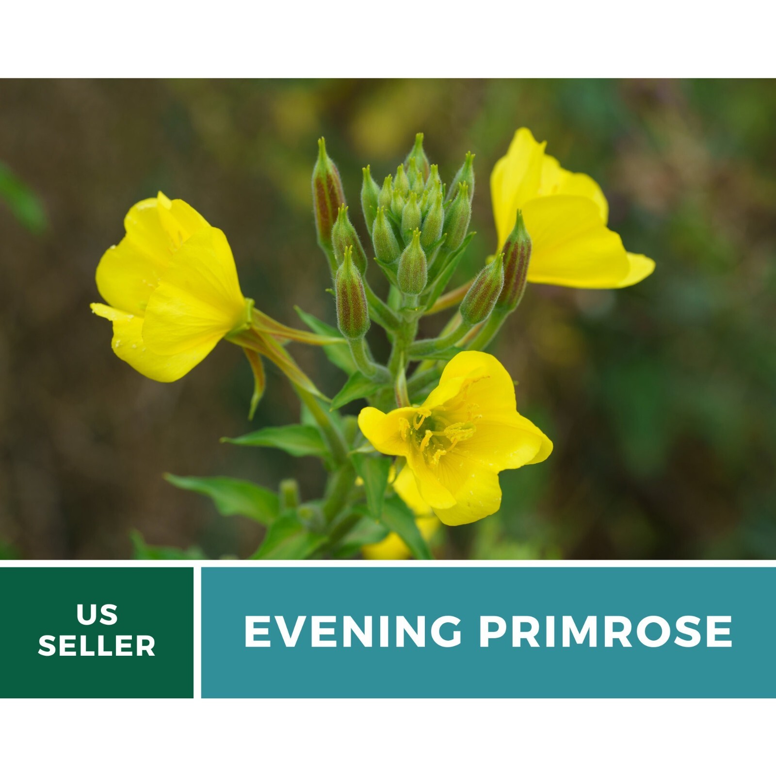 Evening Primrose seeds – Heirloom Flower (Oenothera biennis)