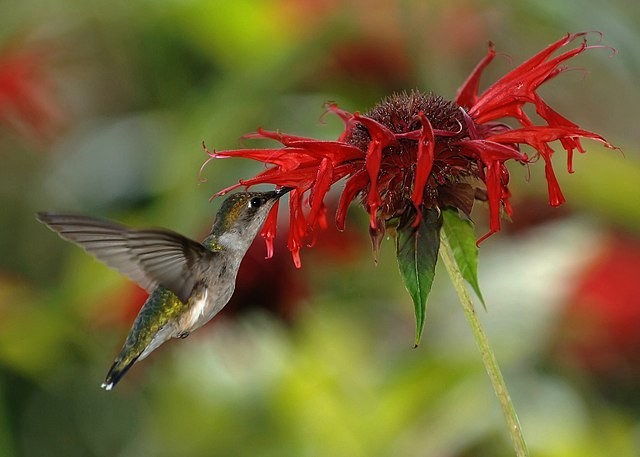 Monarda didyma | Scarlet Beebalm | 50 Seeds