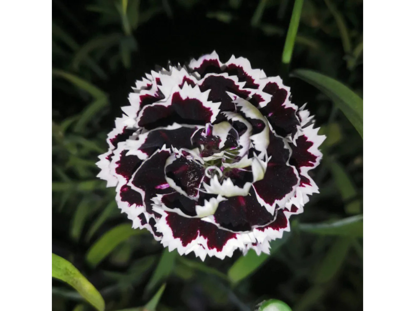 30 Seeds| China Pink ‘Black Velvet and Lace Carnations – Dianthus Flowers Seeds