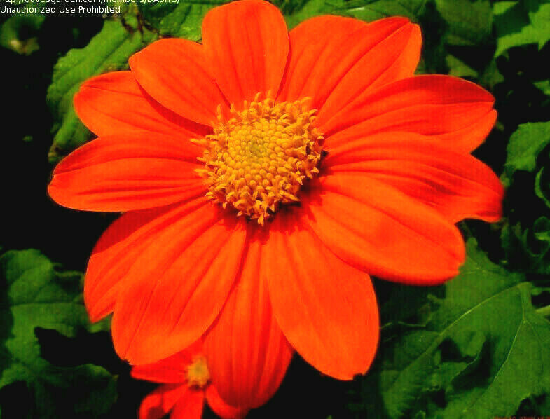 65+ Mexican Torch Orange Sunflower Seeds by my, Brooklyn Botanical Garden’sClub!
