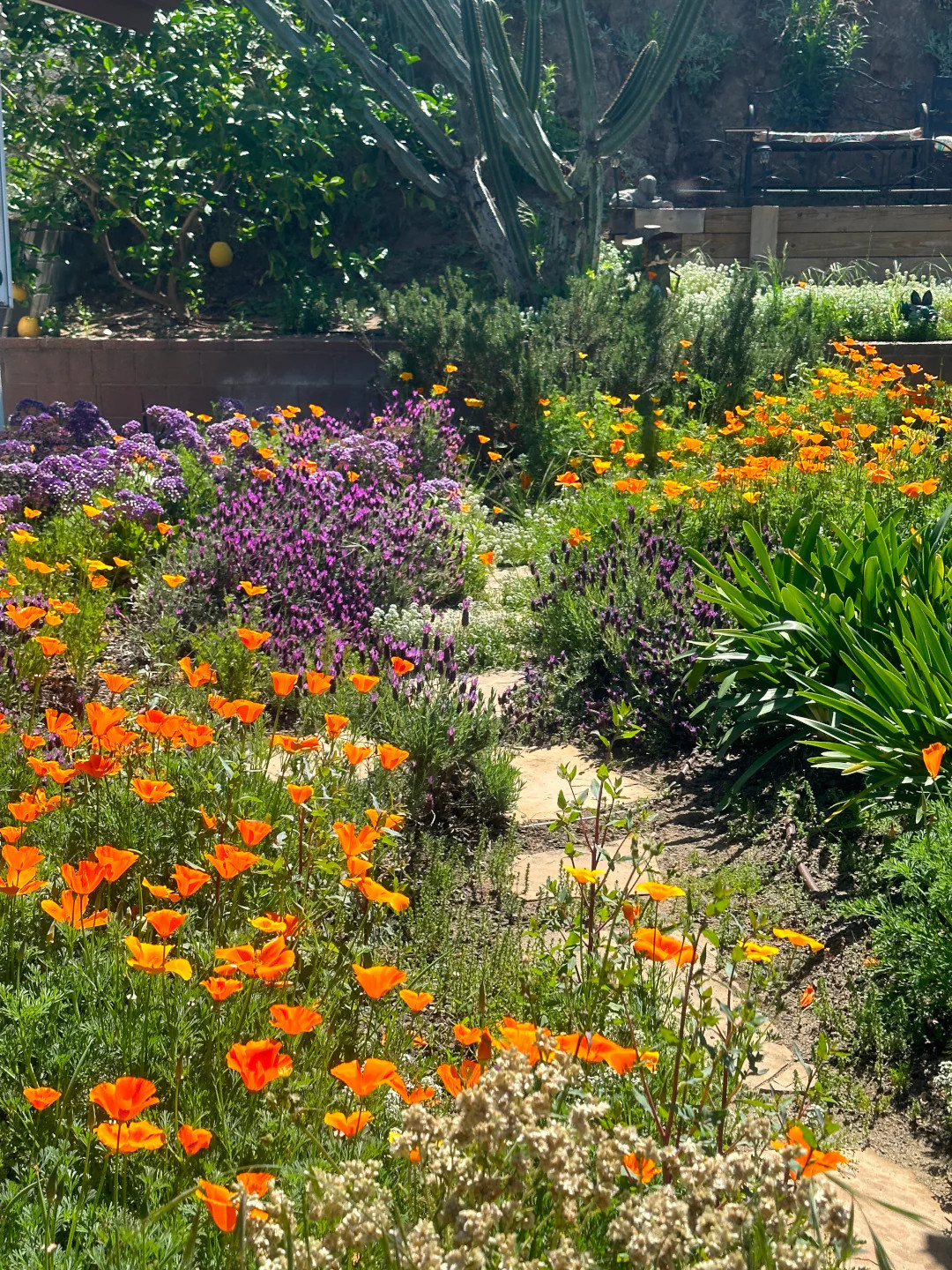 Giant Orange California Poppy Seeds | Sun Gold Poppies Garden Flower Seed 2024
