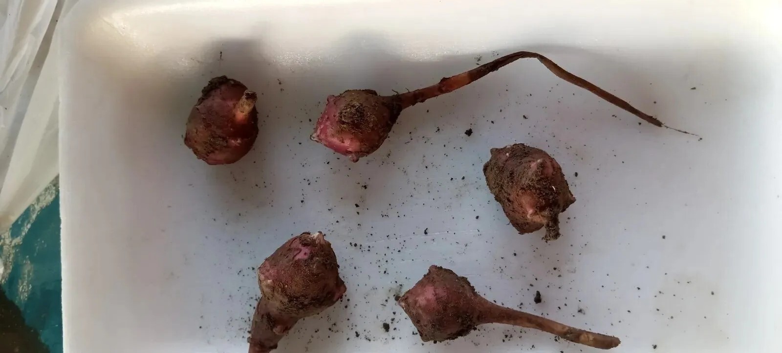5 medium Small red organic Jerusalem Artichoke Tubers FOR PLANTING