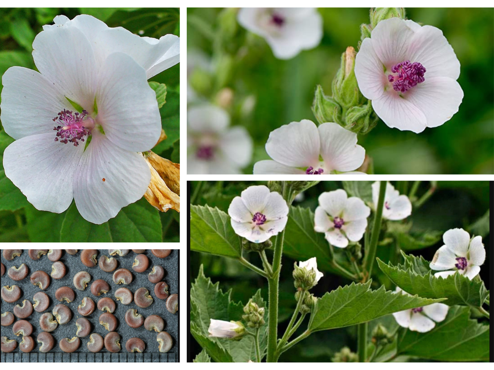 30 seeds| Marshmallow Flower Herb seeds #6002