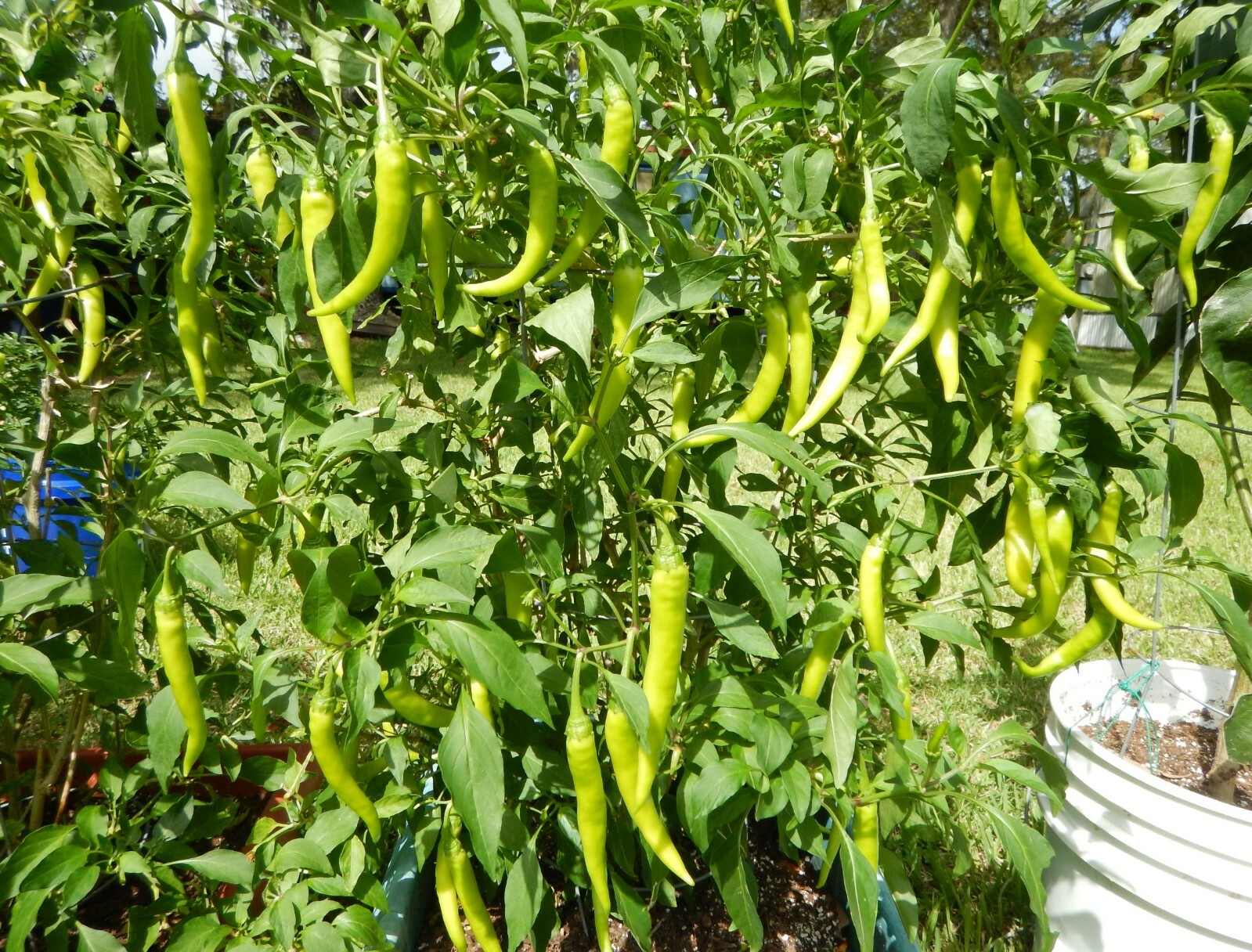 SINIGANG GREEN FINGER SILI HABA PEPPER SEEDS FILIPINO PHILIPPINES 25 PER PACK 