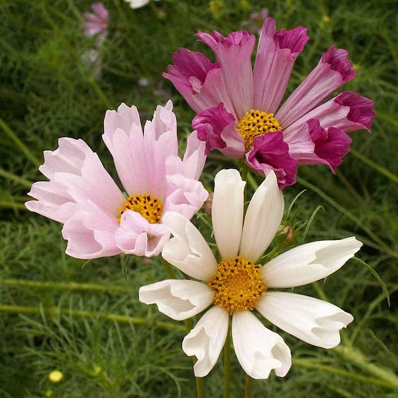Seashells Cosmos Seeds | Non-GMO | Free Shipping | Seed Store | 1223