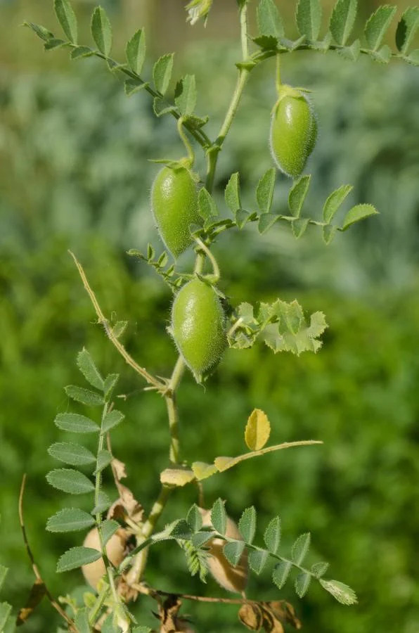 Brown Lentil Seeds | For Planting Asian Indian Dal Daal Organic Vegan Seed 2024
