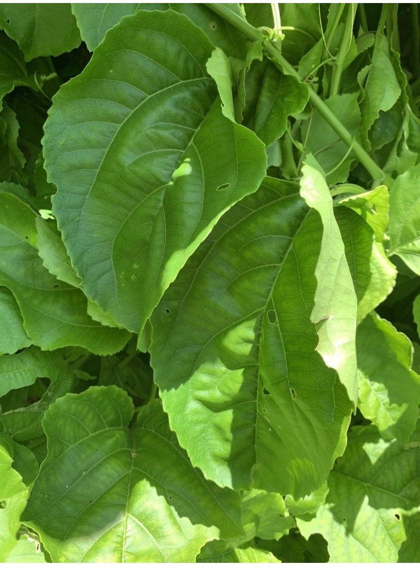 💥Bundle Dry Zanmoret Leaves Pea Eggplant Turkey Berry Oregano Moringa cathedral