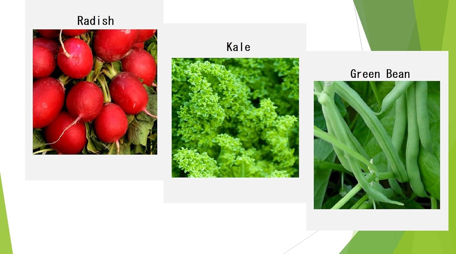 Premium Winter Vegetable Seeds for Planting Organic Non-GMO Heirloom Seeds 12 Va