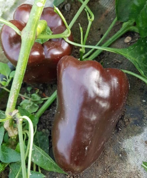 25 CHOCOLATE BEAUTY PEPPER SEEDS ~ heirloomseedguy ~ 2026 ~ NON-GMO