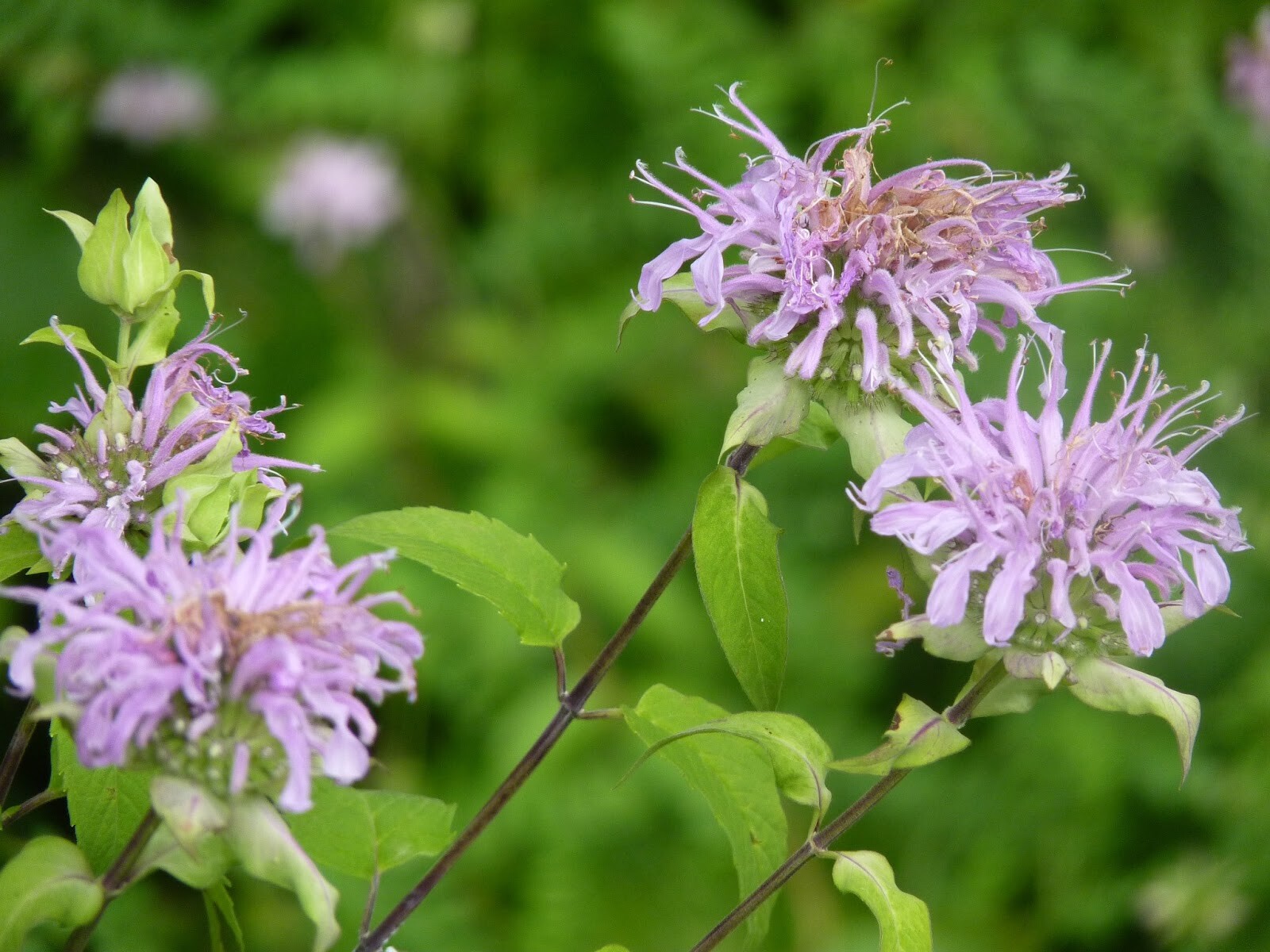 Bee Balm Seeds 300+ Wild Bergamot Monarda HERB NATIVE WILDFLOWER FREE SHIPPING