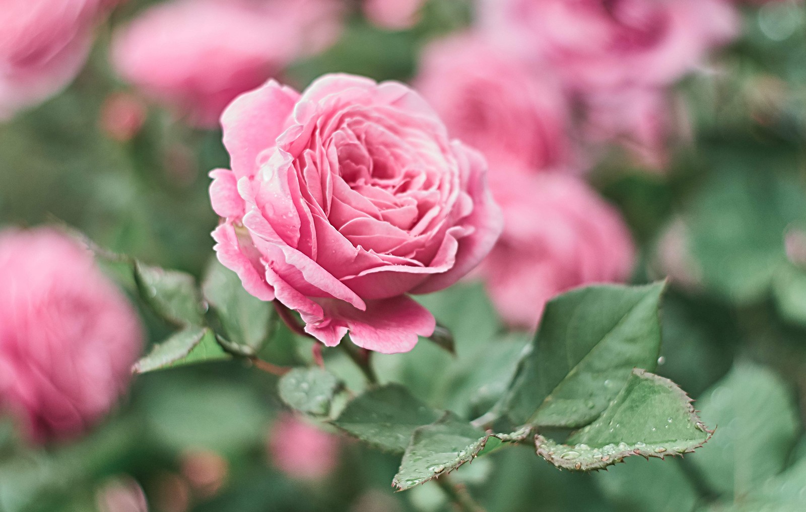 5 PINK ROSE Rosa Bush Shrub Perennial Flower Seeds *Flat S/H