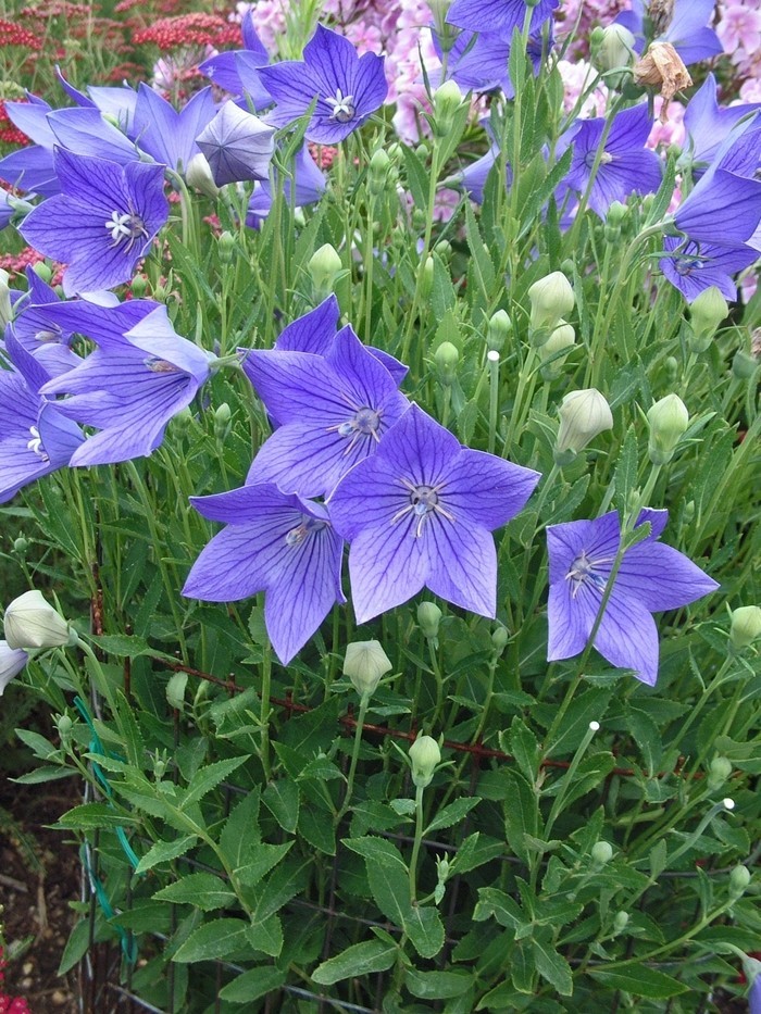 100+ Seeds Balloon Flower (Platycodon Grandiflorus) Perennial