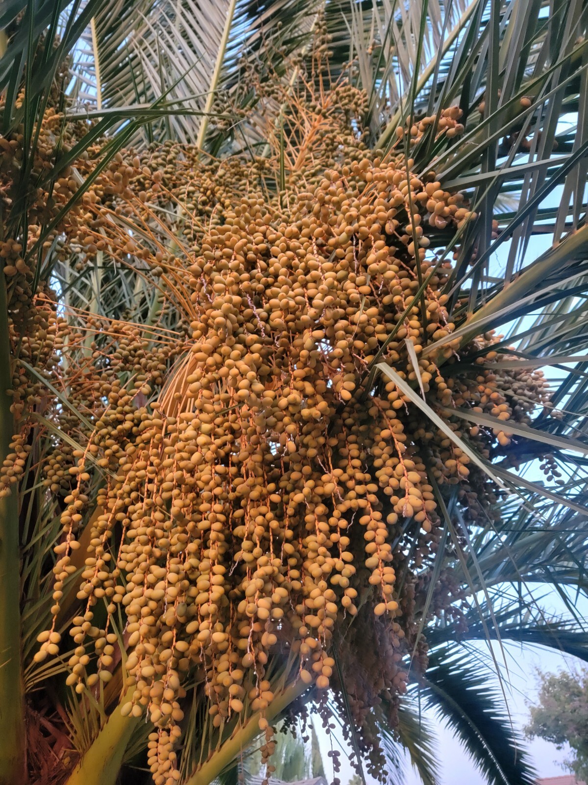 10 CANARY ISLAND DATE Pineapple PALM Tree Seeds~Phoenix Canariensis~Fruit Plant