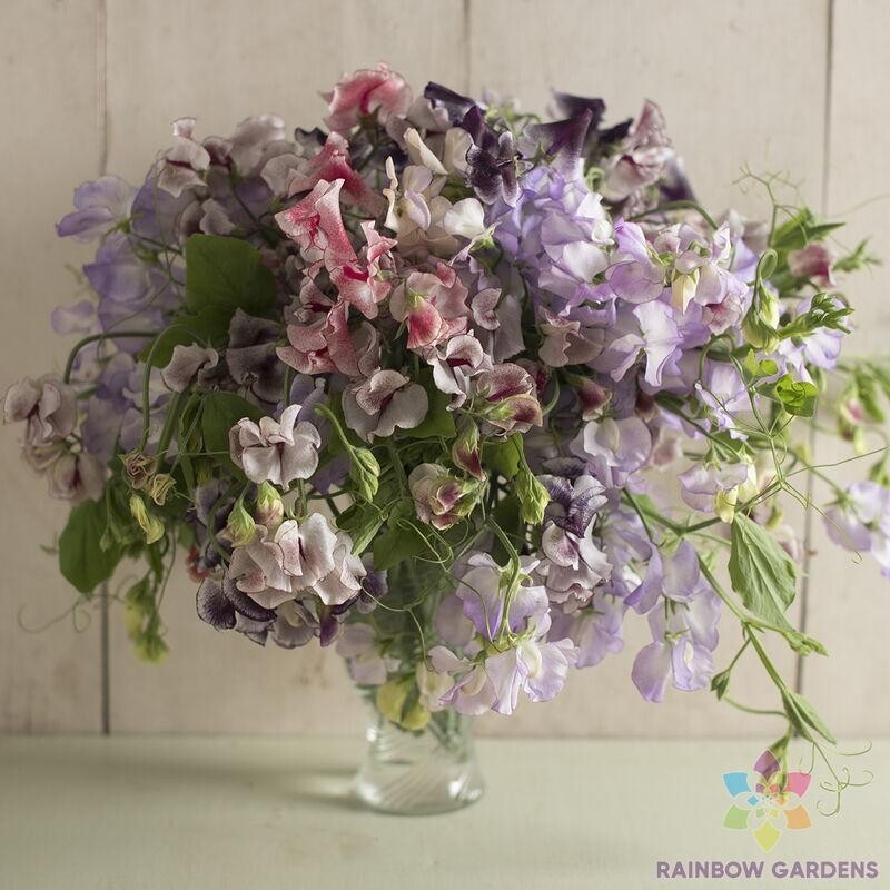 50+ Spencer Ripple Formula Mix Sweet Pea Seeds for Garden – USA – FREE SHIPPING!