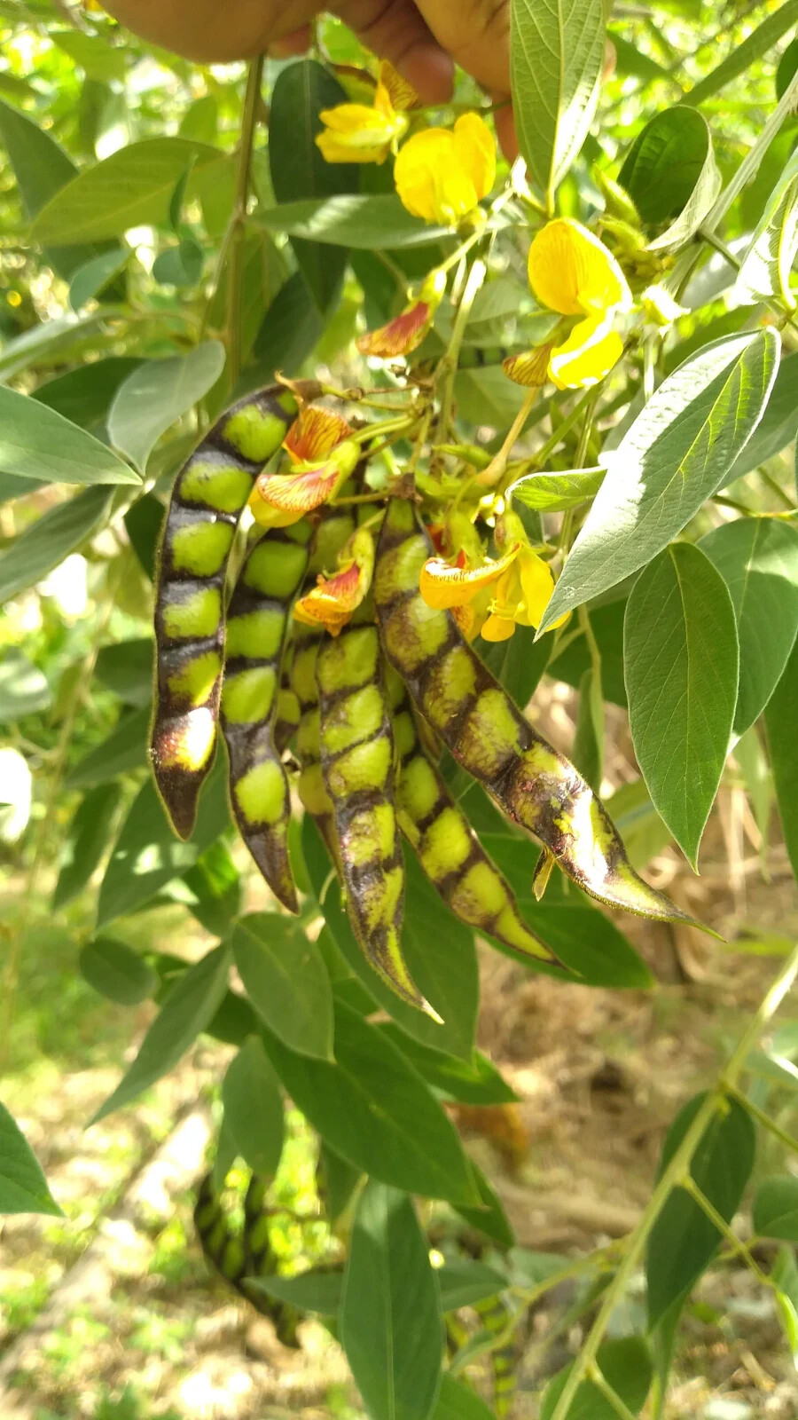 25 Seeds White Pigeon Peas, Cajanus cajan, Gandules seeds, Nitrogen fixing plant