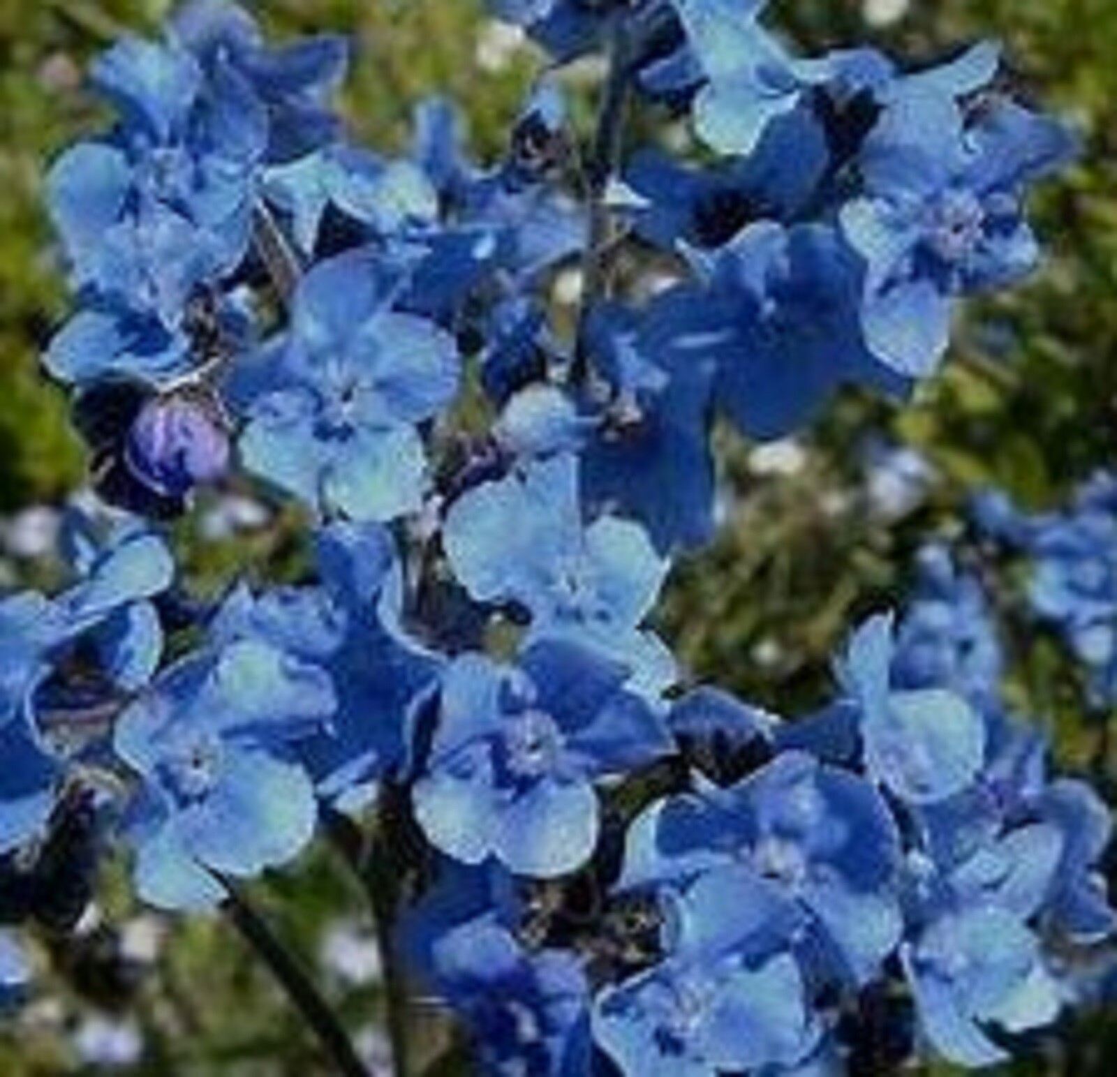 Chinese Forget Me Not Seeds 200 SEEDS –BUY 4 ITEMS FREE SHIPPING