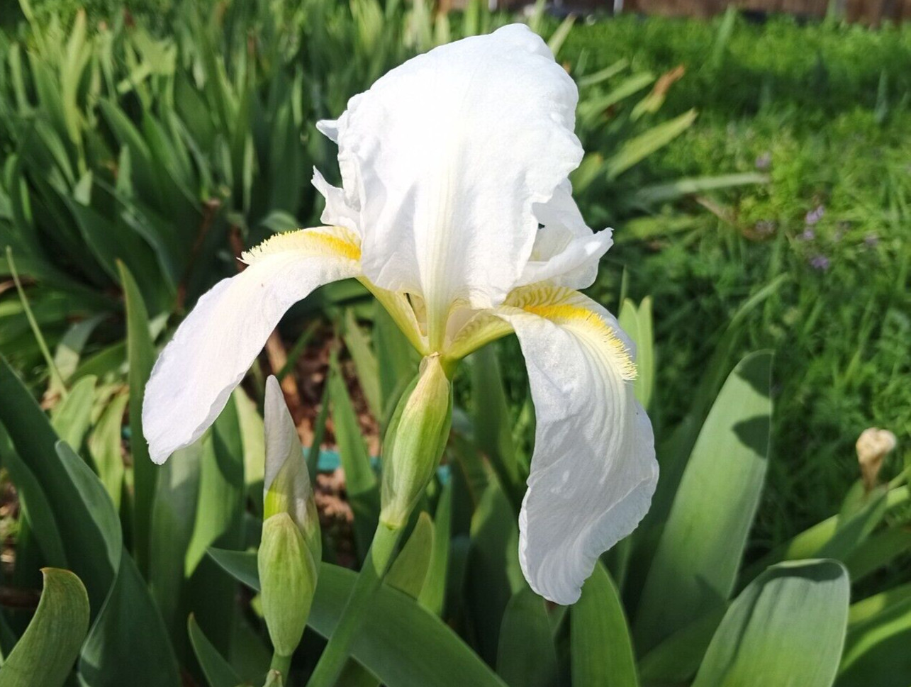 (10) WHITE TALL BEARDED IRIS RHIZOME LIVE ROOT GARDEN PLANTS LOVE SPRING FLOWERS