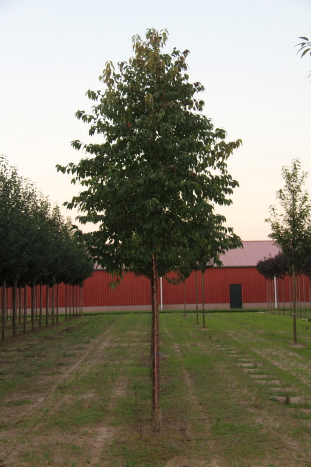 Fire Cherry Tree | Premium Seeds | Prunus pensylvanica ‘Fall’ | Plants’®