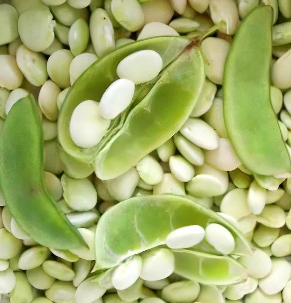 50 Lima Bean Seeds for Planting – Easy to Grow – Fordhook 242 Lima Bean, Award W