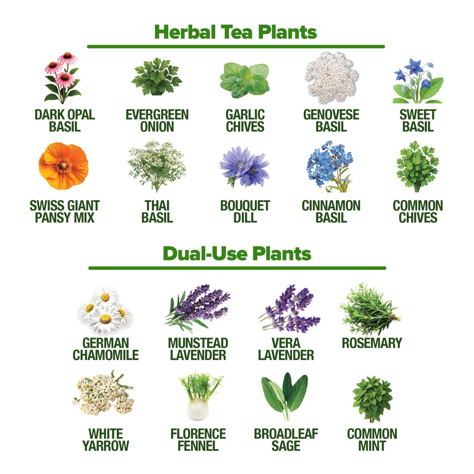 Herb Seeds 32 Medicinal Herbs and Tea Variety Pack â€“ Annual & Perennial Herb