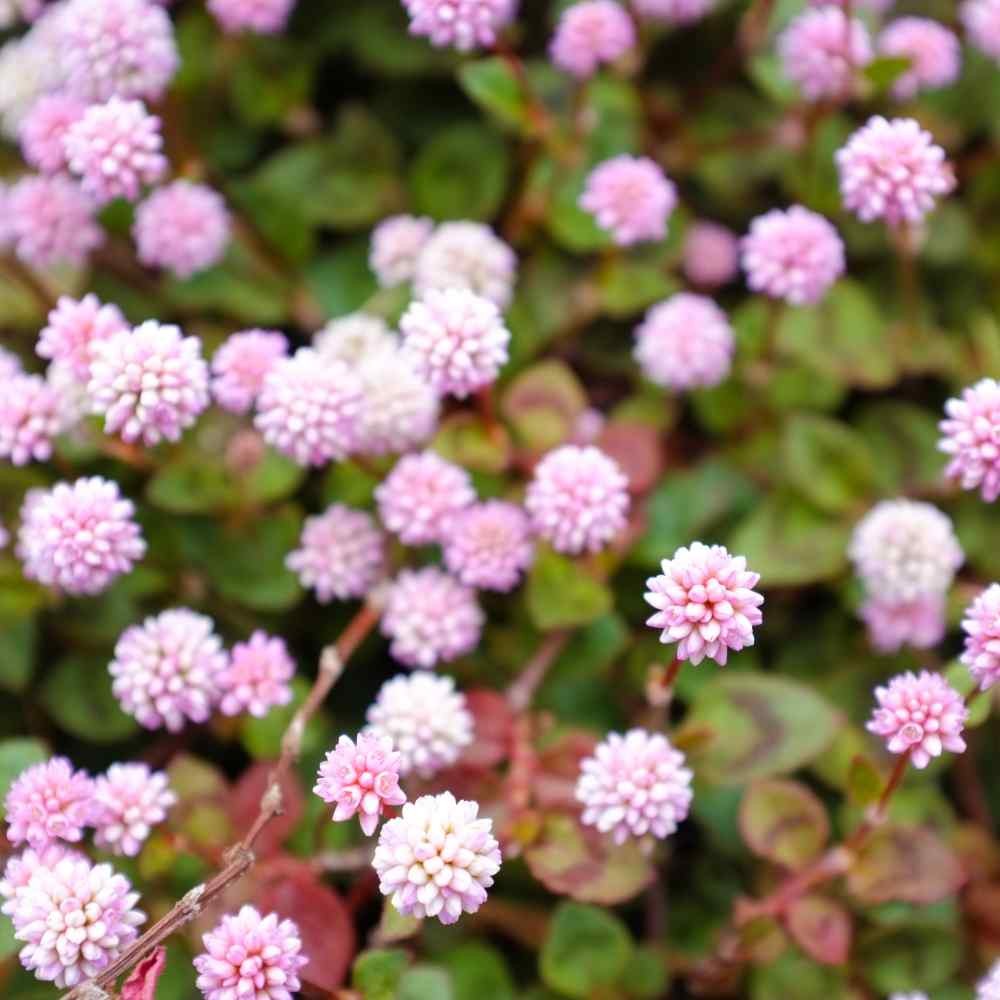 2000 Seeds Polygonum Capitatum Seed – Pink Knotweed Ground Cover Seeds