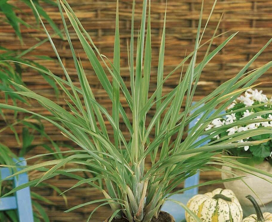 50+ Lemon Grass Seeds (cymbopogon Citratus) FRESH Non-GMO Garden Seeds